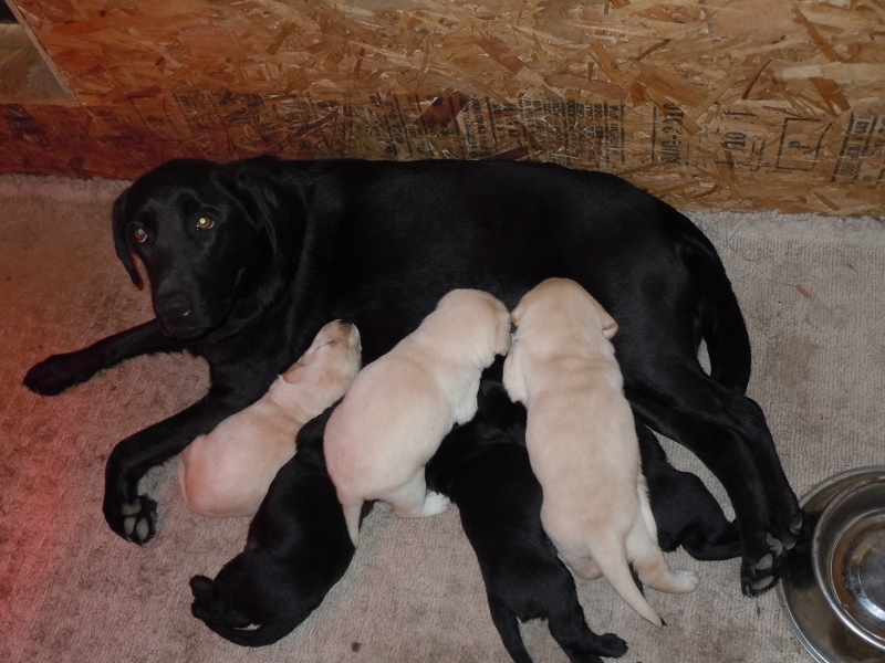 Pigeon River Labrador Puppies